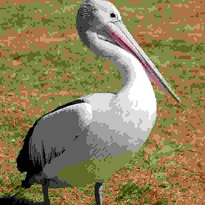 Australian Pelican