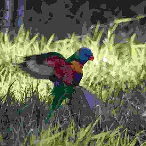 Rainbow Lorikeet, Port Macquarie