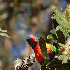 Rainbow Lorikeet, Byron Bay
