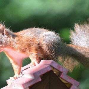 squirrel 1