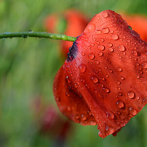 Mohn