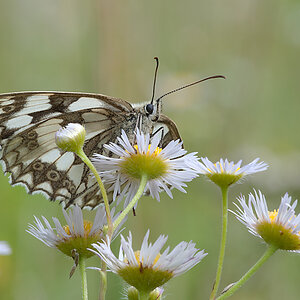 Schachbrettfalter 2012 07 16 01