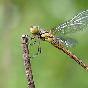 Heidelibelle 2012 07 16 00