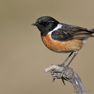 HUE 9453 NX 2