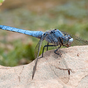 Blaupfeil 2012 06 24 12
