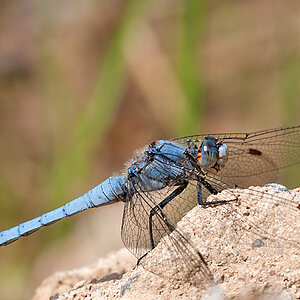 Blaupfeil 2012 06 24 21