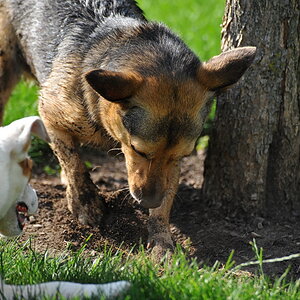...Zeigt her Eure Hunde 02