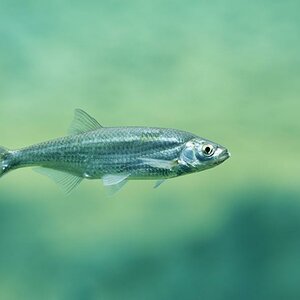 fisch