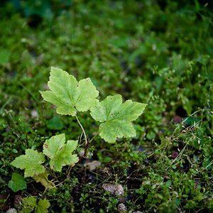 small maple