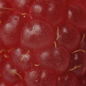 Himbeere