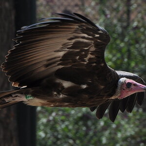 im Zoo in Holland