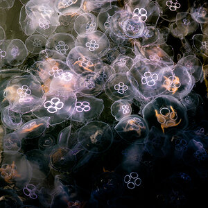Jelly Fish Kiel