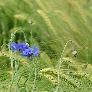 kornblume