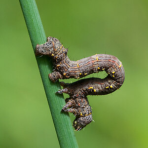 Raupe 2012 06 07 002