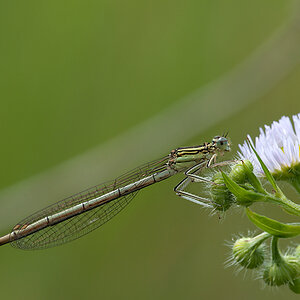 Federlibelle Blaue 2012 06 26 01