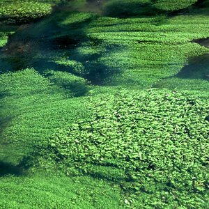 Sea of Green