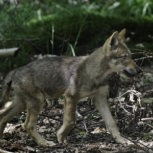 wolf 01