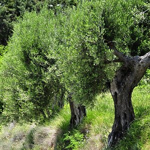 Uralt-Oliven aus dem 17. Jahrh. Olivenöl aus Umbrien ist gefragt wegen seiner außergewöhnlich guten Qualität