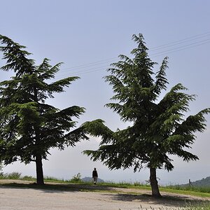 seltsame "Neigung" (übert dem Lago Trasimeno)