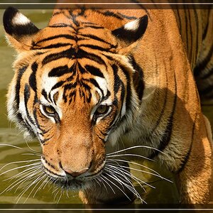 Tigerin Sarai, stolze Mutter von vier Kindern.