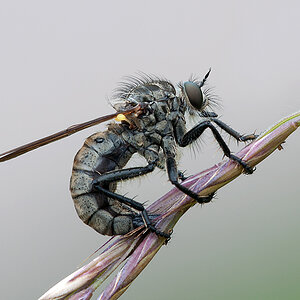 Raubfliege 2012 07 06 02