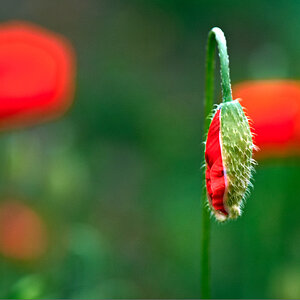 Mohn+Feld 13612 8 1