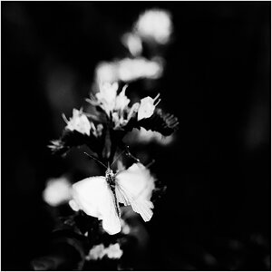 2012 02682sw
