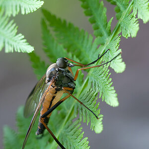 Fliege unbekannt 2012 07 07 00