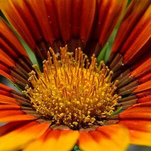 Blüte