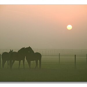 MG pferdewiese im morgen