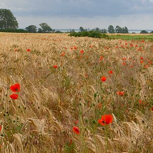 ahoop mohn+boddenblick