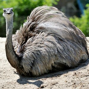 Nandu