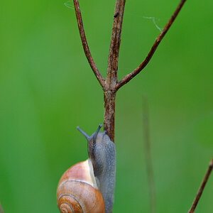 120511 Schnecke2 044