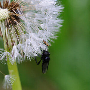 120511 schwarze Mücke 025