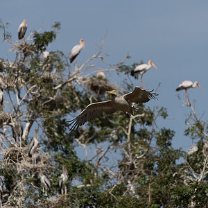 tanzania lakemanyara nff 002