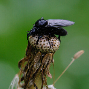 120511 schwarze Mücke 028