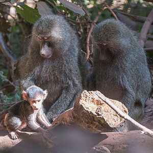 tanzania lakemanyara nff 003