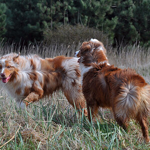 Cedrick und Piper