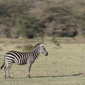 tanzania lakemanyara nff 006