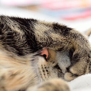 Kater Rocky