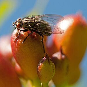 Fliege auf Blüte