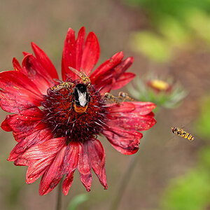 Hummel verteidigt ihre Blume