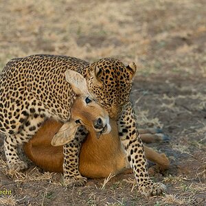 Leopard nach erfolgreicher Jagd
in South Lungwa, Zambia
Nikon D4
200-400mm