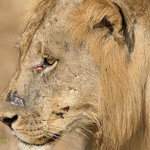 Löwe nach erfolgreicher Jagd
in South Lungwa, Zambia
Nikon D4
200-400mm