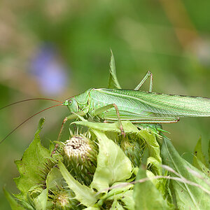 Heupferd Großes 2012 07 09 12