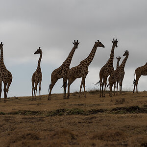 tanzania zentralserengeti nff 002
