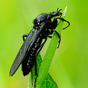 2010 05 07 17 28 26    DSC4616 männliche Haarmücke