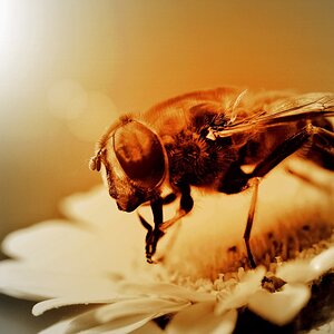 FlyPic12