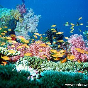 riffausschnitt malediven ari atoll