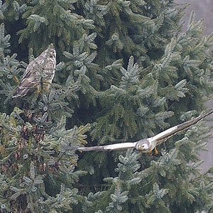 bussard 7871 4664